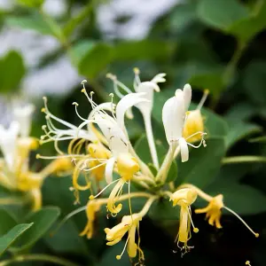 Lonicera japonica 'Hall's Prolific' in a 2L Pot, Sweetly Scented Flowers