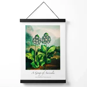 Vintage Floral Exhibition -  Auricula Flowers Medium Poster with Black Hanger