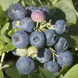 Vaccinium Spartan - Hardy Fruit Shrub, Blueberry Fruits, Low Maintenance (20-30cm Height Including Pot)