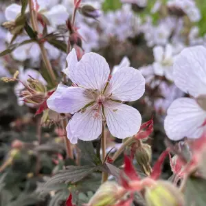 Geranium Black and White - Stunning Dark Foliage, White Flowers, Hardy, Compact Size (20-30cm Height Including Pot)