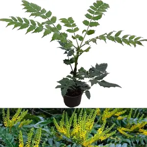 1 x Mahonia Media Charity in 9cm Pot - Evergreen Dense Privacy Outdoor Shrub Plant