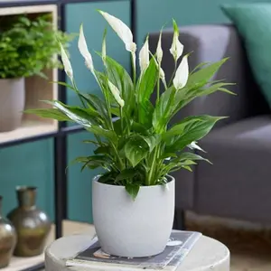 Spathiphyllum Peace Lily Alana - Air Purifying House Plant in 13cm Pot