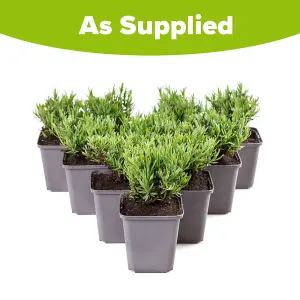 YouGarden Lavender 'Hidcote' Hedging Plants, Set of 10 Established Plants in 9cm Pots, Ready to Plant Established Lavender, Bee an