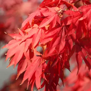 Japanese Maple Outdoor Shrub Plant Acer Palmatum Tree 12L Pot 1.0m