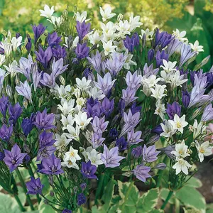 300 x Spring Flowering Bulb Mixed Pack, 300 Bulbs, 7 Varieties, Bulk Buy Collection