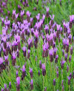 Lavandula stoechas Princess - 2L pot