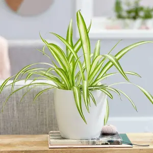 Spider Plant in 12cm Pot - Chlorophytum comosum - Indoor Air Purify Plant