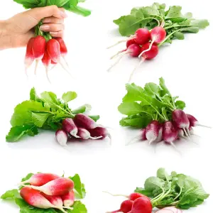 Radish Diana 1 Seed Packet (350 Seeds)