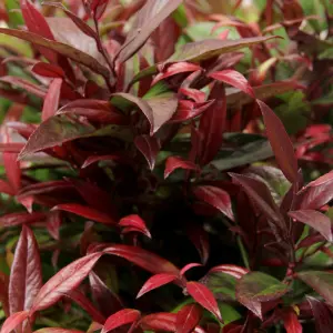 Leucothoe Scarletta Plant in 2L Pot with Hessian Gift Wrap - Dog Hobble Evergreen Shrub - Easy to Grow Christmas Gardening Gift