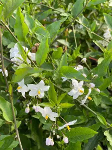 Direct Plants Solanum Jasminoides Alba Climbing Plant 3-4ft Supplied in a 3 Litre Pot