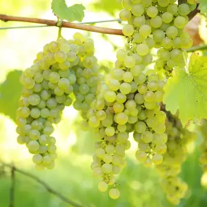 Green Grape Plant - Grow Your Own Fruit Plant, Ideal for Keen Gardeners (20-30cm Height Including Pot)