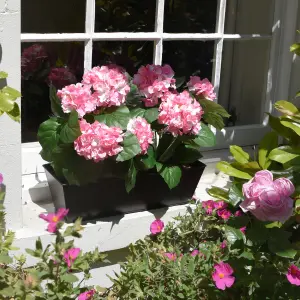 GreenBrokers Artificial Pink Hydrangea Flower in Black Tin Window Box (45cm)