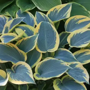 Hosta First Frost Garden Plant - Variegated Foliage, Outdoor Plant, Compact Size (15-30cm Height Including Pot)