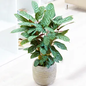 Calathea Compact Star - Striking Foliage, Indoor Houseplant (12cm, 30-40cm)