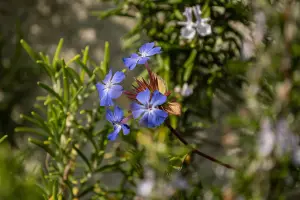 Ceratostigma Willmottianum Chinese Plumbago Shrub Large Plant Supplied in a 2-3 Litre Pot