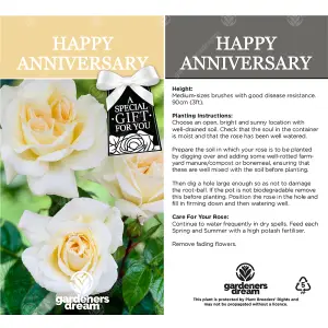 Happy Anniversary Cream Rose - Outdoor Plant, Ideal for Gardens, Compact Size