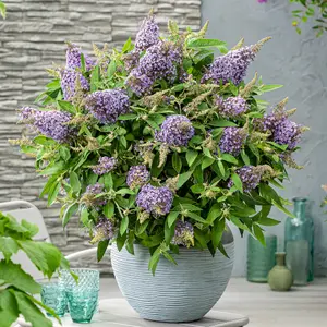 Buddleia Candy Lila Sweetheart, Purple Butterfly Bush for UK Gardens (15-25cm Height Including Pot)