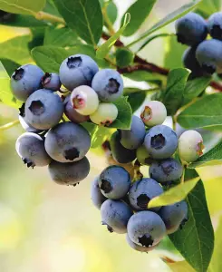 Blueberry Earliblue - Vaccinium - Early fruiting variety in a 9cm pot