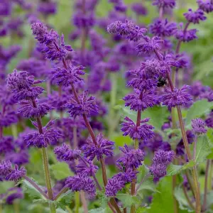 Purple Rain Balkan Clary Meadow Sage Perennials Flowering Plants Salvia 2L Pot