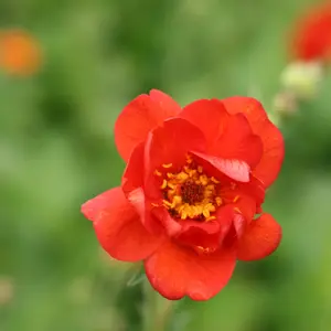 Mrs J. Bradshaw Avens Perennials Flowering Plants Geum 2L Pot