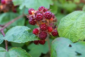 Lincolnshire Fruits Japanese Wineberry Potted 3 Litre (Raspberry)