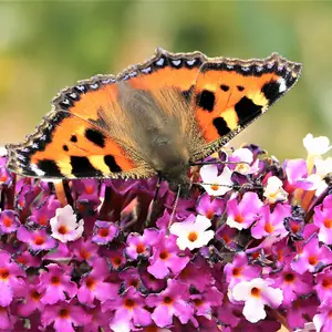 Buddleia Butterfly Bush Berries & Cream Florets in 9cm Pots Butterfly and Bee Magnet