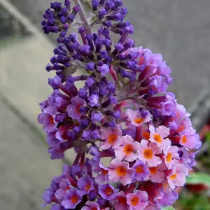 Buddleia Flower Power - Butterfly Bush, Colourful Flowers, Easy Care (30-40cm Height Including Pot)