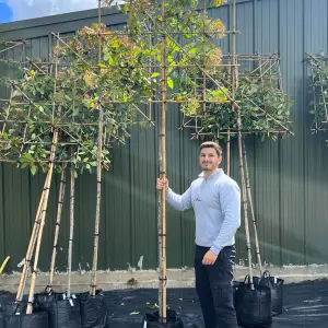 Red Robin Pleached Tree with Staking Kit - 180cm Stem and 8cm Girth