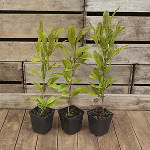 Magnolia tree Collection - set of 3 varieties in 9cm pots