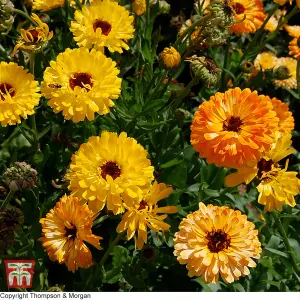 Calendula Art Shades Mixed 1 Seed Packet (100 Seeds)