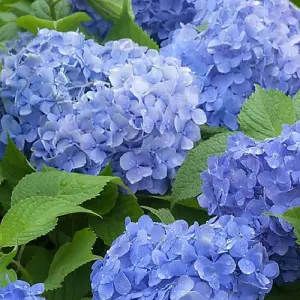 Hydrangea macrophylla Blue Danube 3 Litre Potted Plant x 2