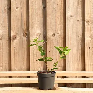 Hedges Direct Portuguese Laurel 20cm Starter Plants Pack of 12