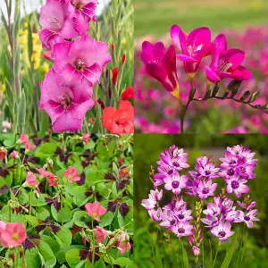 Colour Collection Spring Flower Bulbs-Pink (50 Bulbs) Bee Friendly