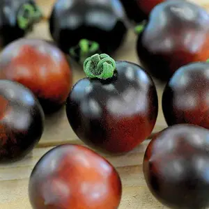 Tomato Indigo Cherry Drops 1 Seed Packet