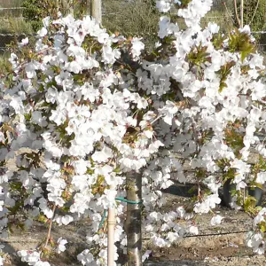 Prunus Snow Showers Trees - White Flowers, Vibrant Autumn Foliage, Hardy (5-6ft)