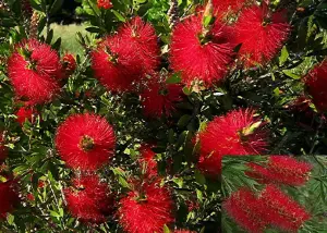 Direct Plants Callistemon Citrinus Red Bottle Brush Evergreen Shrub Plant