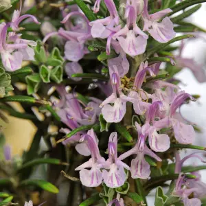 Rosmarinus Roseus Garden Plant - Pink Flowering, Compact Size (20-30cm Height Including Pot)