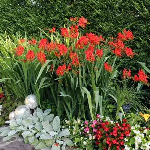 Crocosmia Lucifer - Bright Red Fiery Flowers, Low Maintenance, Hardy (20-30cm Height Including Pot)