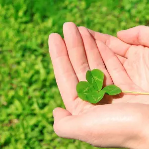 Wild White Clover Flower Seeds for Lawns and Gardens (100 grams)