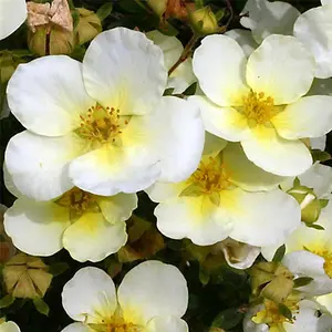 Potentilla Limelight Garden Plant - White and Yellow Flowers, Compact Size, Hardy (15-30cm Height Including Pot)