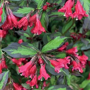 Weigela Camouflage - Multicoloured Foliage, Red Flowers, Hardy Shrub (15-25cm Height Including Pot)