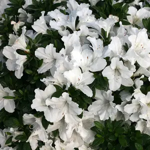 2 x White Japanese Azalea (20-30cm Height Including Pot) - Delicate White Blooms, Evergreen