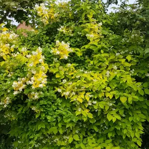 3 x Philadelphus Aureus Plants in 9cm Pots - Golden Mock Orange - Ready to Plant