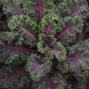 Kale Duo Mix 2 Seed Packets (10 seeds of each variety)