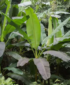 Hardy Banana Plant - Musa Bajoo 10.5cm pot