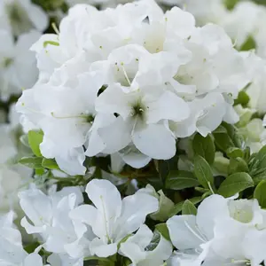 2 x White Japanese Azalea (20-30cm Height Including Pot) - Delicate White Blooms, Evergreen