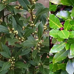 Bay Laurel Herb Plant in 9cm Pot - Laurus Nobilis for Culinary Use