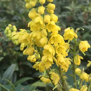 Charity Mahonia Outdoor Shrub Plant Mahonia x Media 3L Pot