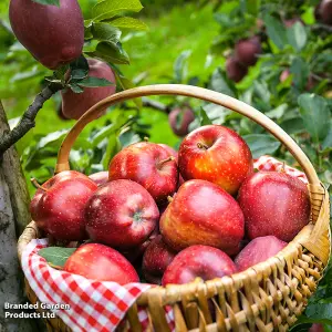 Potted Mini Fruit Tree Collection, Apple, Pear, Cherry, Plum Ideal for Small Gardens & Patios, Easy to Grow, 5 x Potted Plants