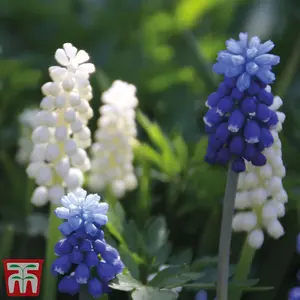 Muscari Blue & White Mix 30 Bulbs